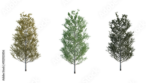 Set of trees - Populus tremula -  Front  view, transparent background, png	
