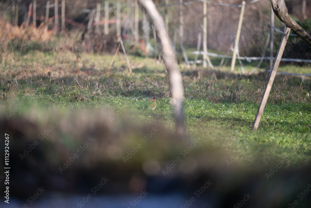 ucelli in volo