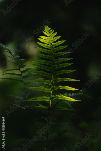 Portrait of a plant in the forest or