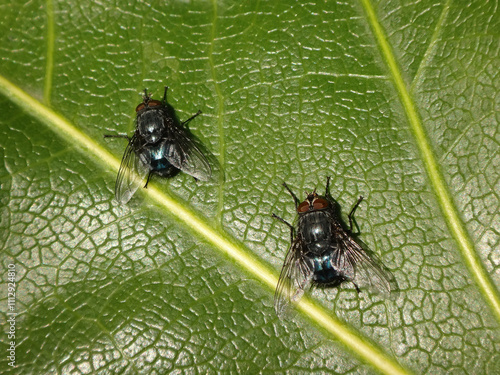 Blue bottle fly (Calliphora vicina), two males sitting on a leaf of fatsia japonica