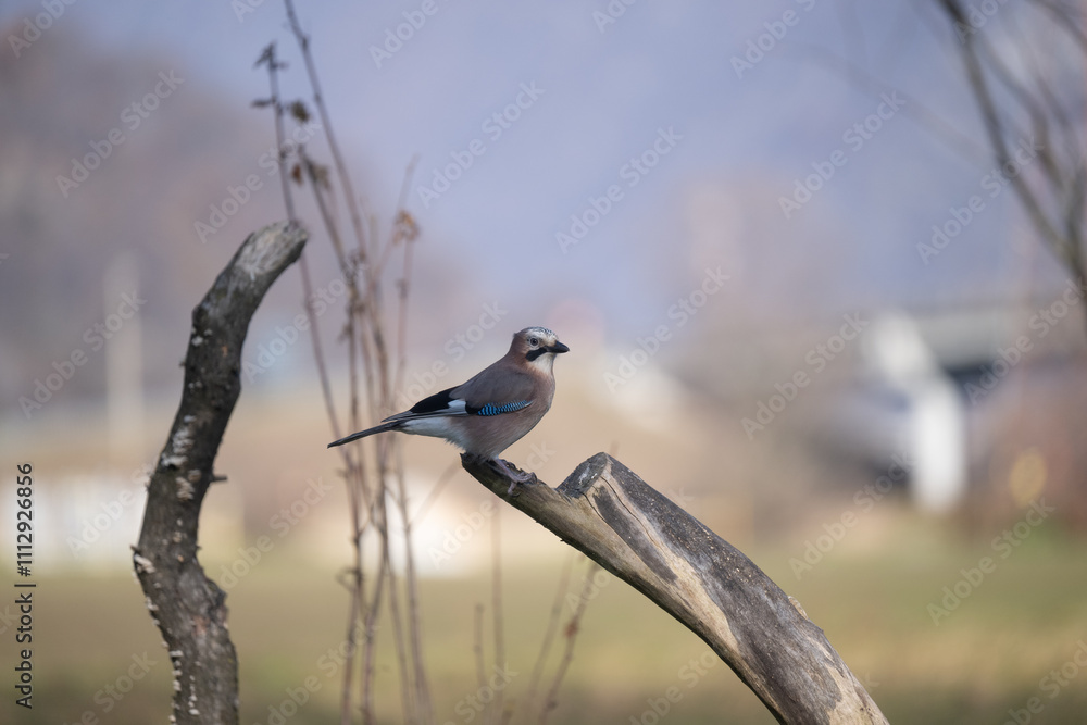Fototapeta premium ucelli in volo
