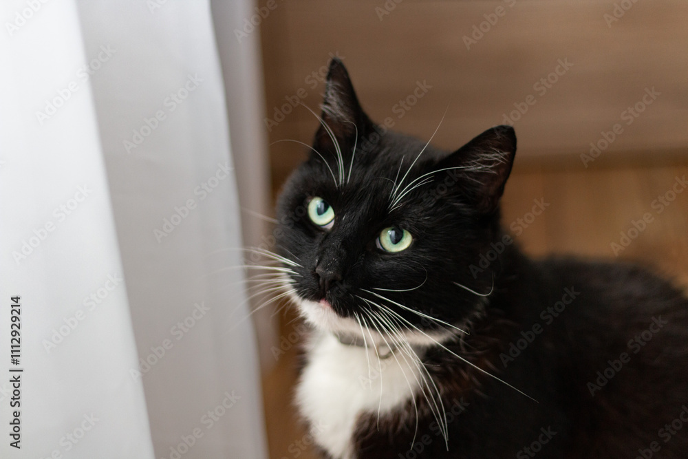 A tuxedo cat with striking green eyes gazes curiously near a softly lit window, showcasing its whiskers and elegant black-and-white coat A tuxedo cat with striking green eyes gazes curiously near a softly lit window, showcasing its whiskers and elegant black-and-white coat