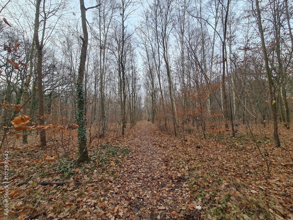 Spaziergang durch den Plänterwald in Berlin Treptow - Herbstsaison Spaziergang durch den Plänterwald in Berlin Treptow - Herbstsaison