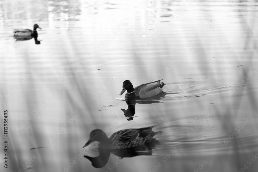 Scenic view of a duck swimming in the waters of Tormes River in Salamanca, Spain