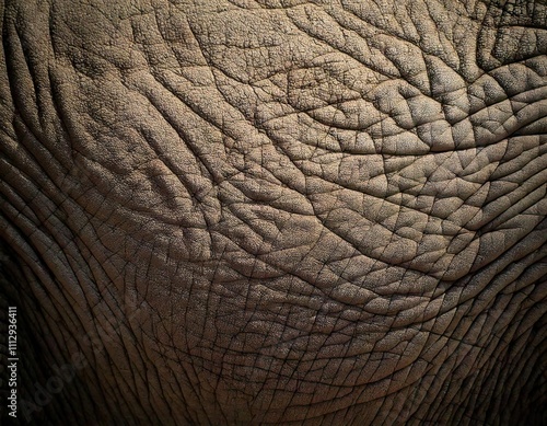 elephant skin texture closeup large wrinkled mammal animal hide texture macro background