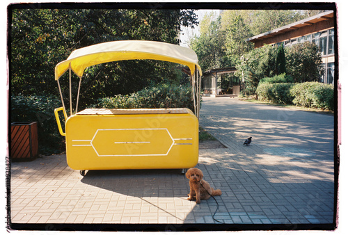 A small brown dog sitting calmly beside a yellow cart  photo