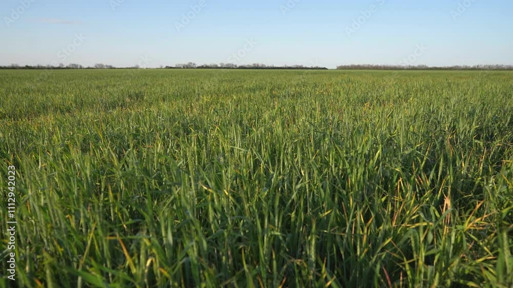 Agriculture. Green field of wheat on a farm. Young spring plant concept. Brussel sprouts and greens in agriculture. A farm farm with sprouts and green fields of. wheat. business agriculture concept. Agriculture. Green field of wheat on a farm. Young spring plant concept. Brussel sprouts and greens in agriculture. A farm farm with sprouts and green fields of. wheat. business agriculture concept.
