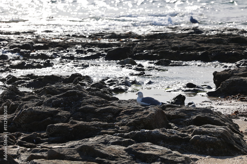 Obraz premium Paisajes, animales