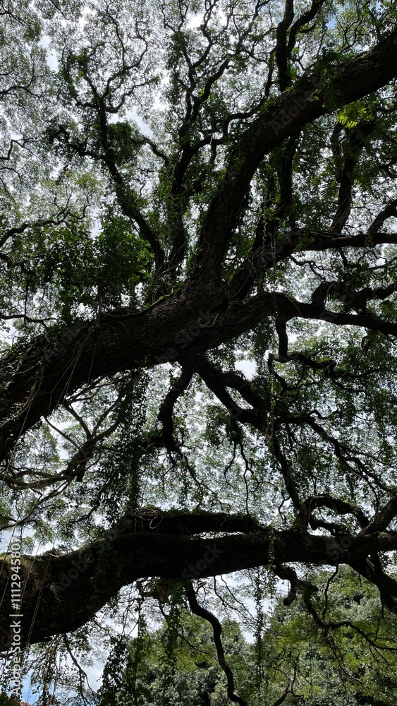 Fototapeta premium trees in the forest