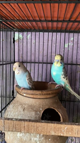 Two Most Attractive Multi Colour Birds Ever