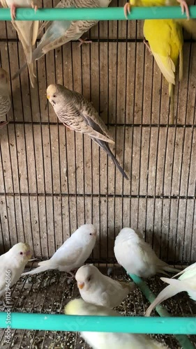 Multi Colour Beautiful Birds are Playing