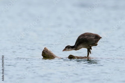 Water bird looking for something to eat