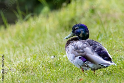 wild duck