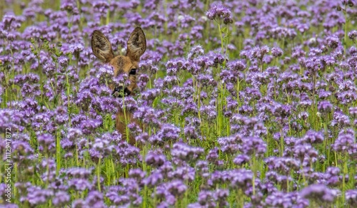 A wild deer hiding among the flowers in the German wilderness