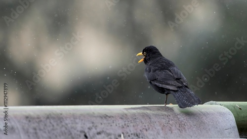 Bird singing above street light
