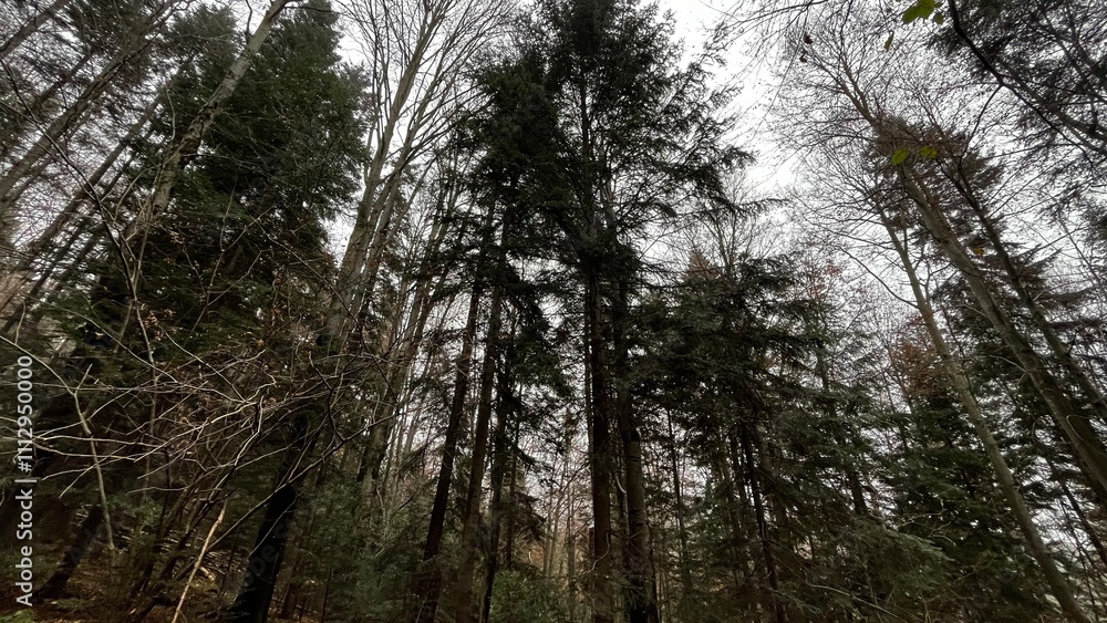 Fototapeta premium trees in the forest