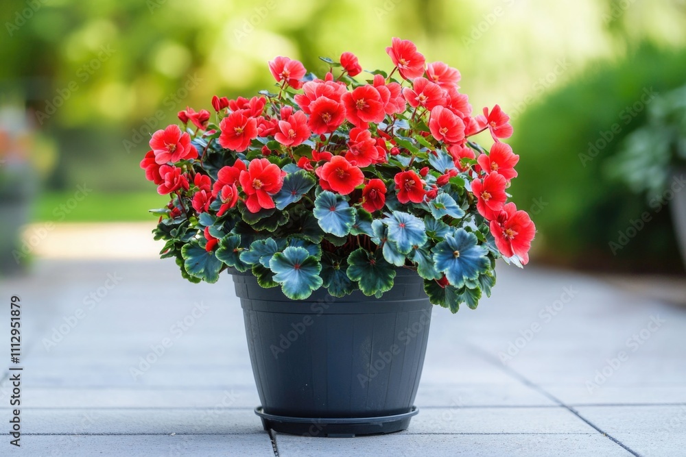 A colorful potted plant with bright red flowers on a sunny patio A colorful potted plant with bright red flowers on a sunny patio
