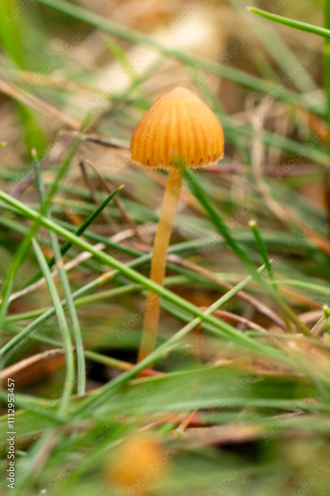 close-up of a Funeral Bell fungus close-up of a Funeral Bell fungus