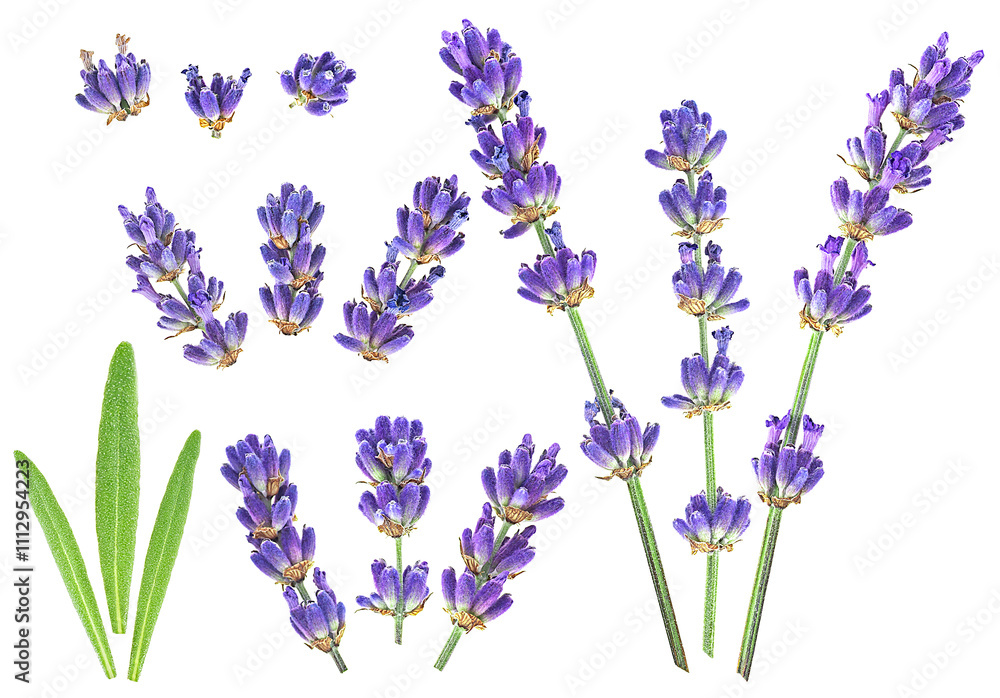 Obraz premium Set of lavender flower and green leaves isolated on a white background, view from above.