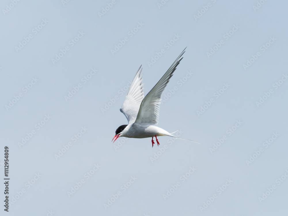 Fototapeta premium Artic Tern Bird in Flight