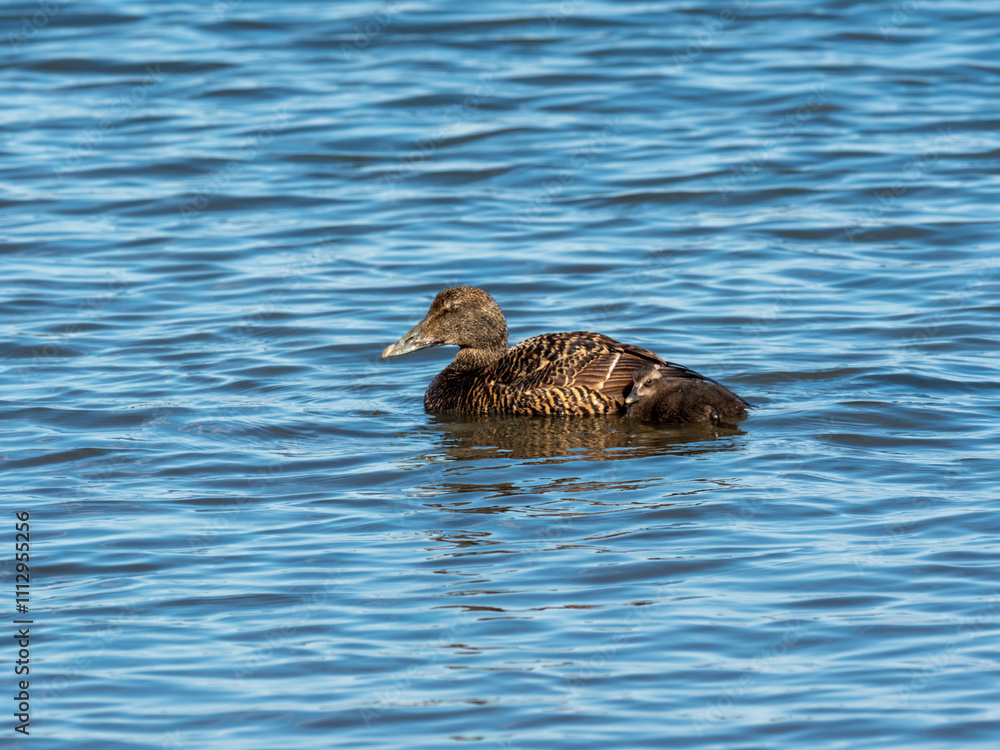 Eider Duck ( Somateria mollissima )