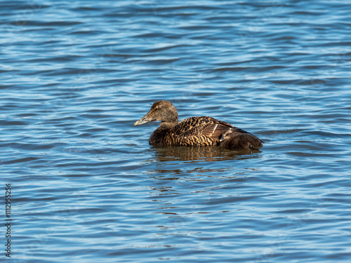 Obraz na płótnie Eider Duck ( Somateria mollissima ) w salonie