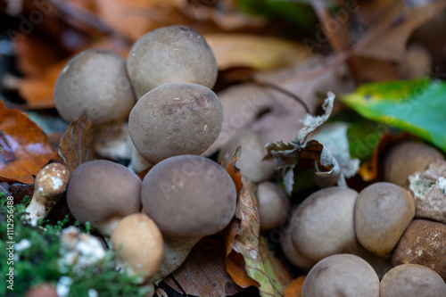 close-up of a group of pear-shaped puffball fungus photo