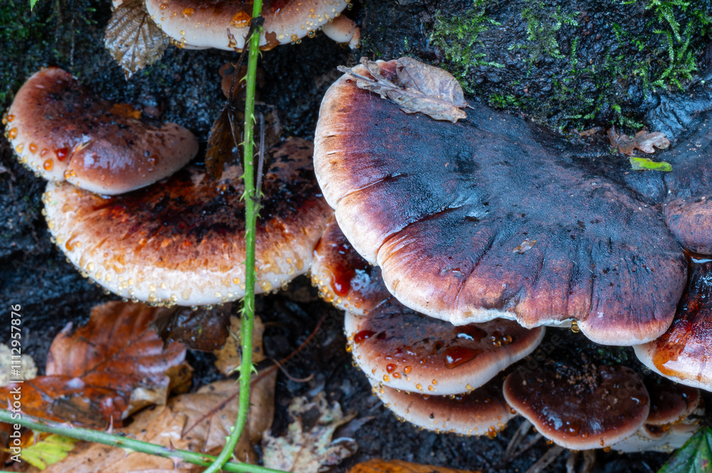 close-up of a few large late fall polypore fungus close-up of a few large late fall polypore fungus