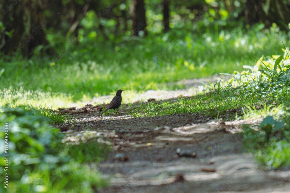 Blackbird standing on a forest trail in dappled sunlight Blackbird standing on a forest trail in dappled sunlight