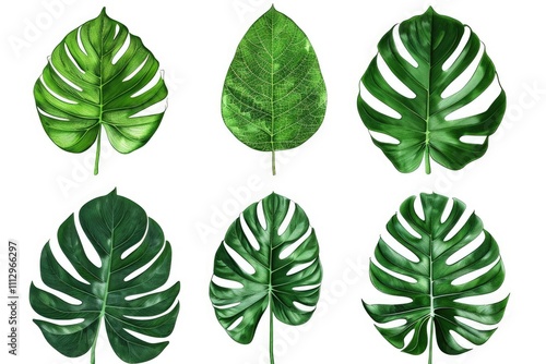 A collection of tropical leaves against a clean white background