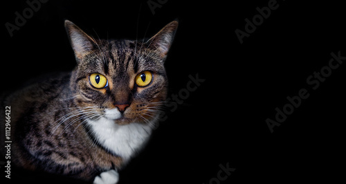 Portrait of a tabby cat with big expressive eyes. Black background. Free space