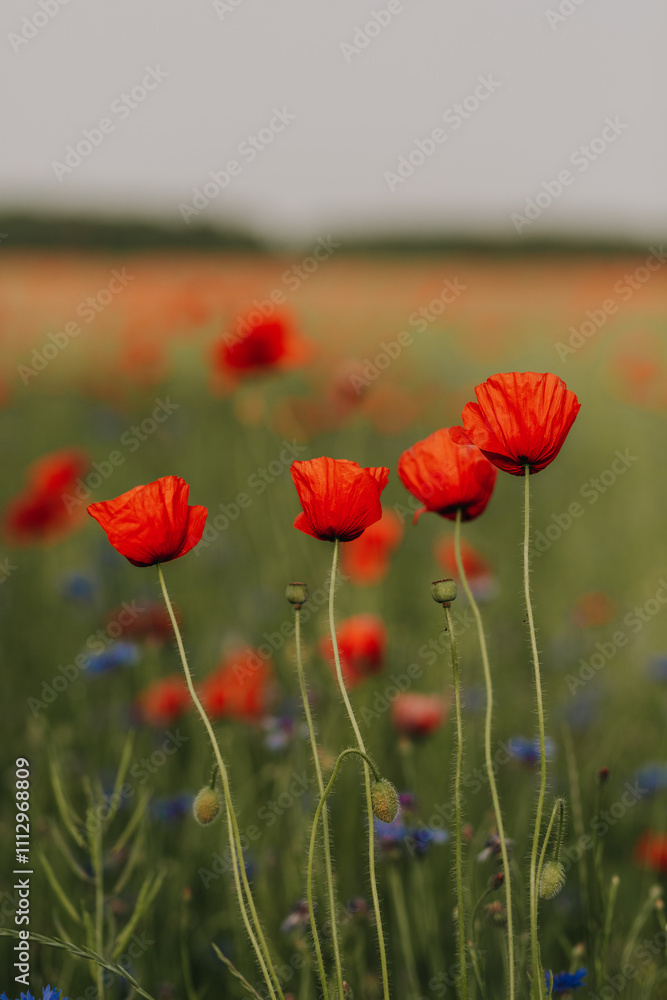 Obraz premium poppy field