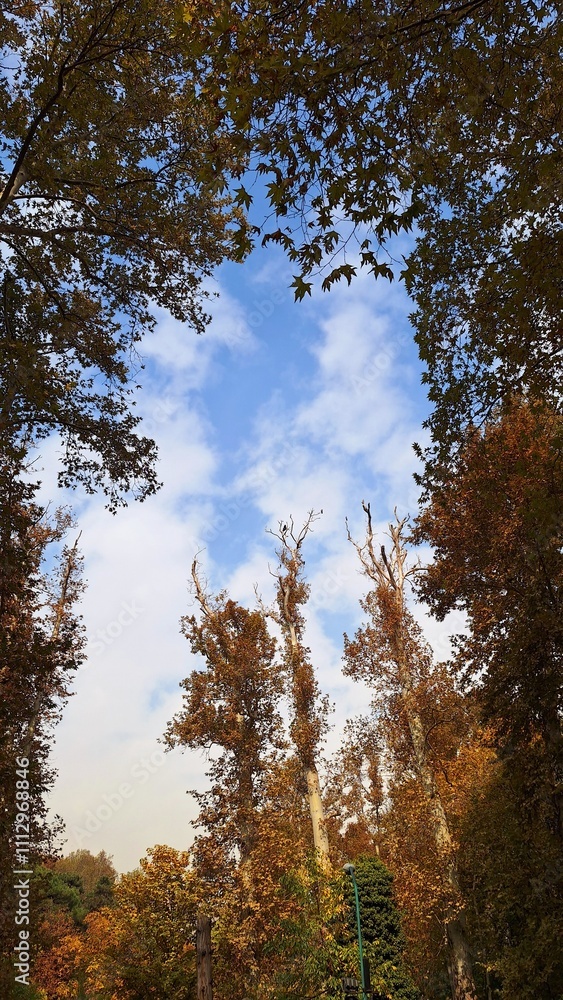 Fototapeta premium A view of deciduous trees with their leaves turning yellow against the blue sky