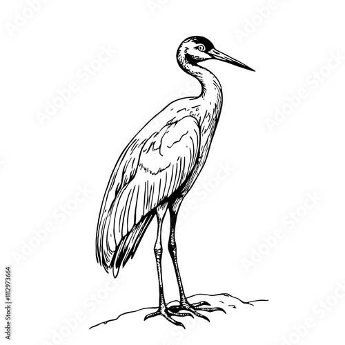 Elegant heron standing gracefully against a white background  