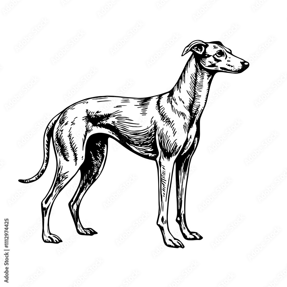 Obraz premium Elegant greyhound sketch in black and white