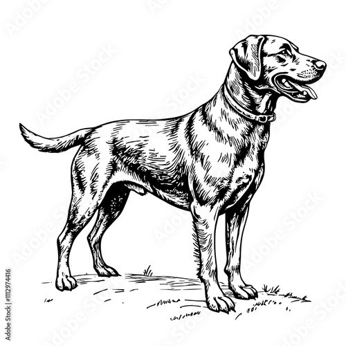 Labrador retriever in black and white sketch style