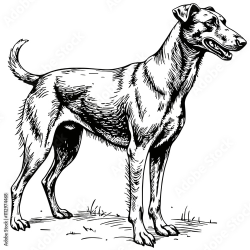 Greyhound dog standing in black and white illustration