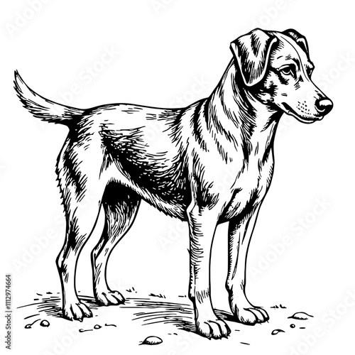 Dog illustration in black and white woodcut style
