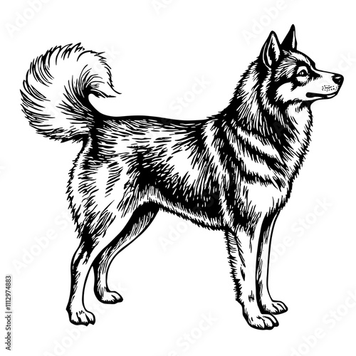 Husky dog in black and white illustration