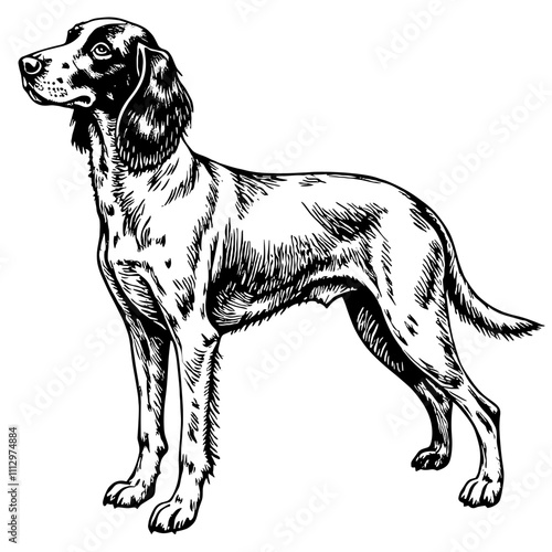 Elegant dog standing in black and white illustration