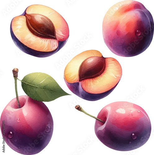 Set with plums in watercolor style. Watercolor plums