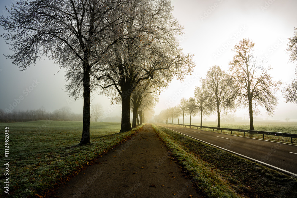 trees, street, avenue, avenue trees, path, cycle path, branches, twigs, winter, frost, cold, traffic, fog, accident, slippery, slippery road, morning, dust, landscape, nature, curve, speed trees, street, avenue, avenue trees, path, cycle path, branches, twigs, winter, frost, cold, traffic, fog, accident, slippery, slippery road, morning, dust, landscape, nature, curve, speed