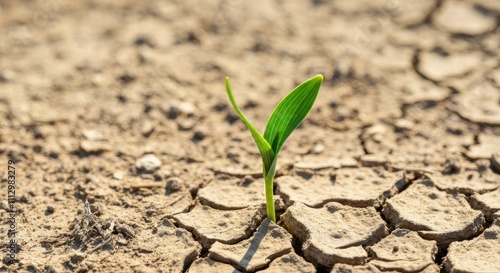 Green plant sprout emerging from cracked, arid soil