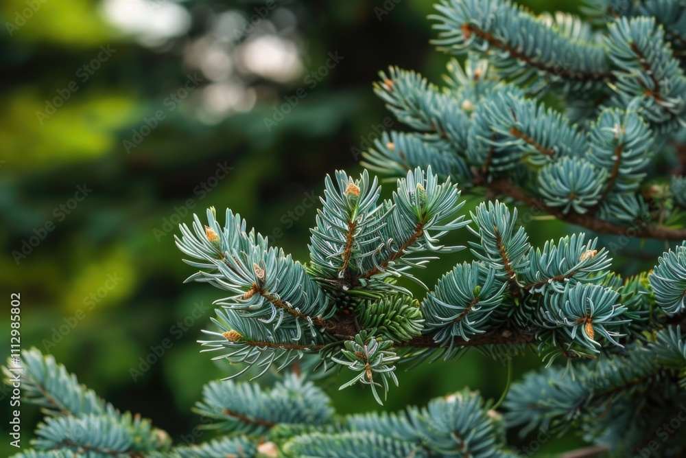 Close-up shot of a pine tree branch with needles and cones Close-up shot of a pine tree branch with needles and cones