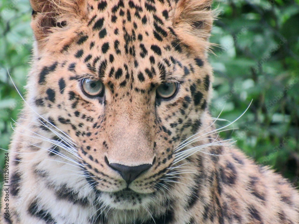 Naklejka premium portrait of an amur leopard