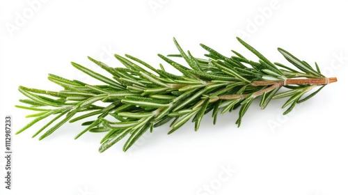 A close-up of aromatic rosemary leaves growing in natural sunlight.