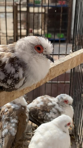 One of the Most Beautiful Bird I have Ever Seen