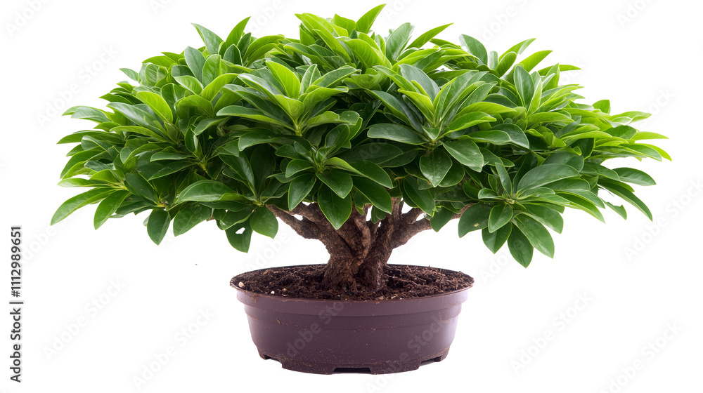 Fototapeta premium Green-Leaved Bonsai in Brown Plastic Pot Isolated on Transparent Background