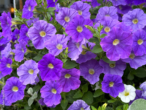 Petunia flowers purple violet blooms 