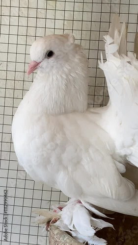Most Beautiful White Pigeon Bird